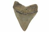 Serrated, Fossil Megalodon Tooth - North Carolina #221883-1